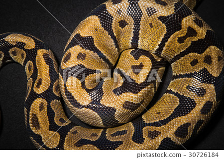 Photo of royal python's skin Photo of royal python's skin 30726184