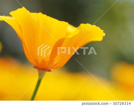 加州罌粟 加州罌粟 30726314