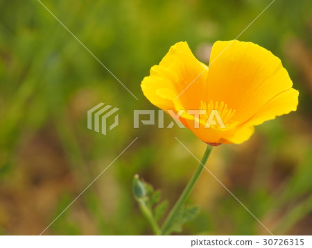 加州罌粟 加州罌粟 30726315