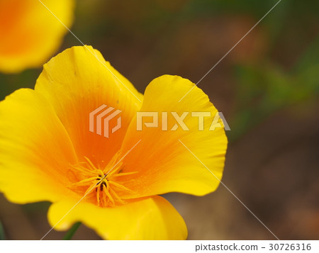 加州罌粟 加州罌粟 30726316