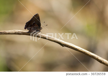 Turtle Turtle 30726559