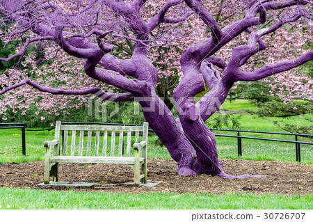 Purple violet painted tree detail Purple violet painted tree detail 30726707