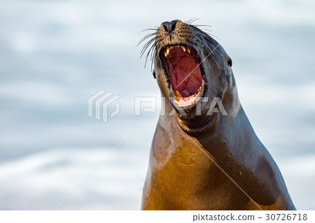 Roar of sea lion seal