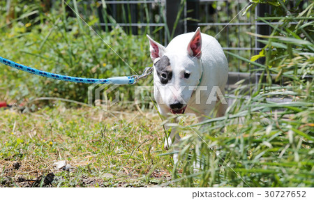 Bull Terrier I Punch Bull Terrier I Punch 30727652