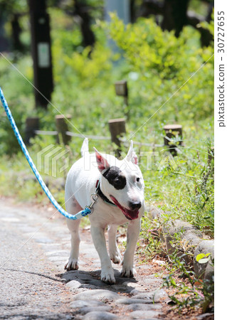 Bull Terrier I Punch Bull Terrier I Punch 30727655