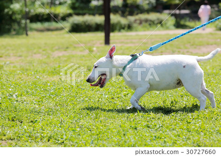 Bull Terrier I Punch Bull Terrier I Punch 30727660