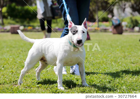 鬥牛犬我打孔 鬥牛犬我打孔 30727664