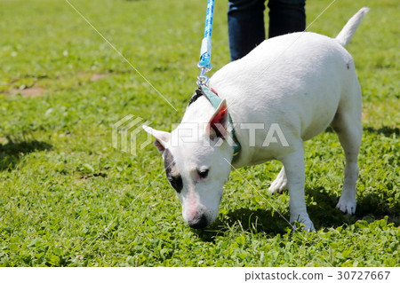 Bull Terrier I Punch Bull Terrier I Punch 30727667