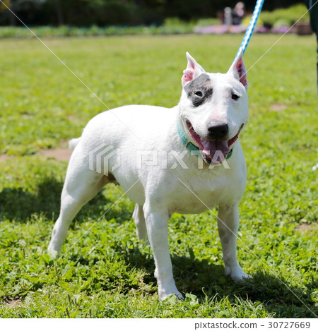 鬥牛犬我打孔 鬥牛犬我打孔 30727669