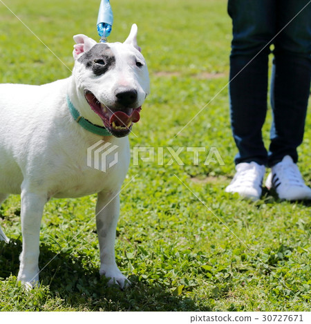 Bull Terrier I Punch 30727671