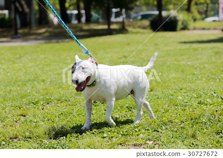 Bull Terrier I Punch Bull Terrier I Punch 30727672