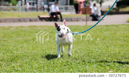 Bull Terrier I Punch Bull Terrier I Punch 30727673