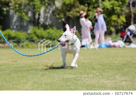 Bull Terrier I Punch Bull Terrier I Punch 30727674