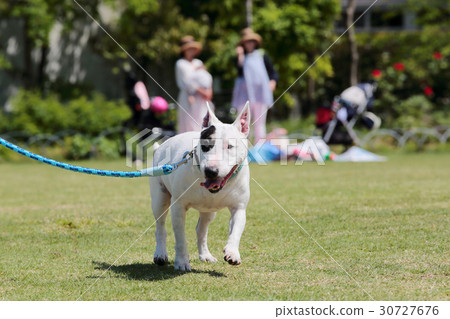 Bull Terrier I Punch Bull Terrier I Punch 30727676