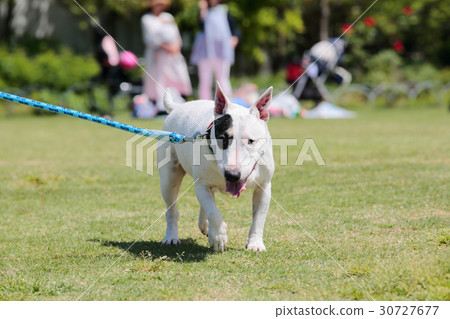 Bull Terrier I Punch Bull Terrier I Punch 30727677