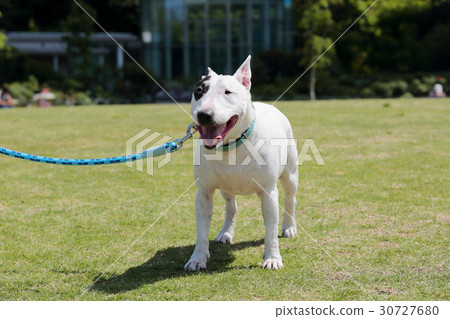 Bull Terrier I Punch Bull Terrier I Punch 30727680