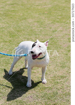 鬥牛犬我打孔 30727683