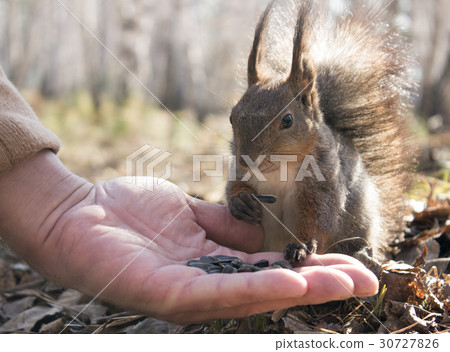 Squirrel Squirrel 30727826