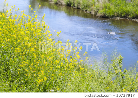 強姦開花 30727917