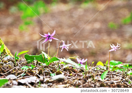 Purple flower of a dog 30728649