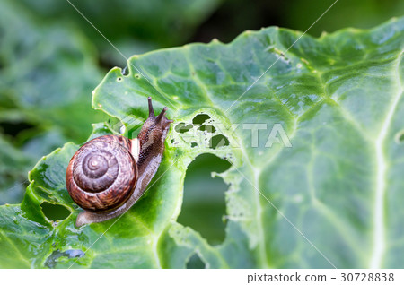 Little snail on green cabbage Little snail on green cabbage 30728838