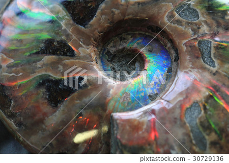 ammonites fossil background ammonites fossil background 30729136