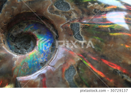 ammonites fossil background ammonites fossil background 30729137
