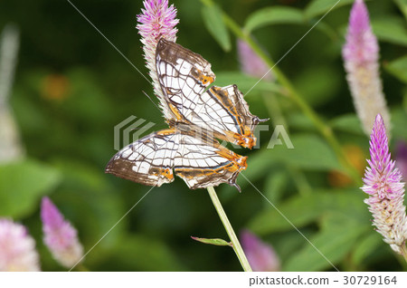 一隻蝴蝶 30729164