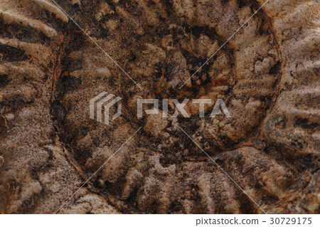 ammonites fossil background ammonites fossil background 30729175