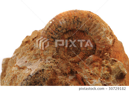 ammonites fossil isolated ammonites fossil isolated 30729182
