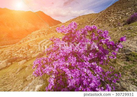 Picturesque views of the Altai mountains and Picturesque views of the Altai mountains and 30729931