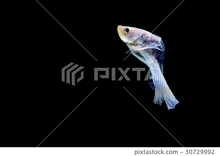 siamese fighting fish isolated on black background siamese fighting fish isolated on black background 30729992