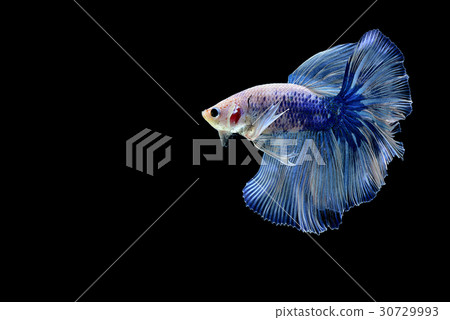 siamese fighting fish isolated on black background siamese fighting fish isolated on black background 30729993