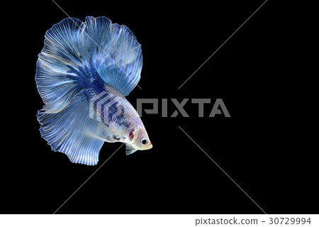 siamese fighting fish isolated on black background siamese fighting fish isolated on black background 30729994