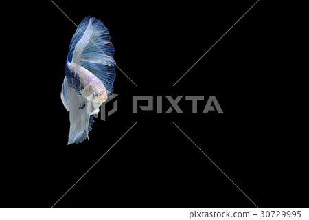 siamese fighting fish isolated on black background 30729995