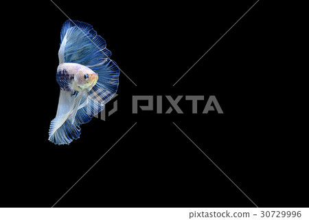 siamese fighting fish isolated on black background 30729996