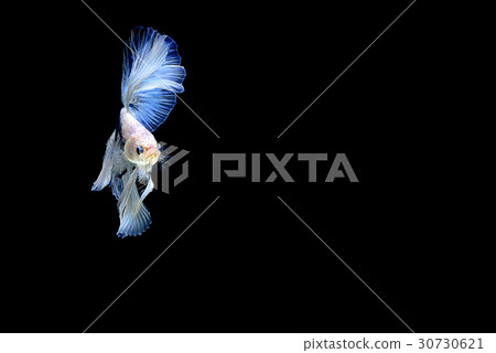 siamese fighting fish isolated on black background 30730621