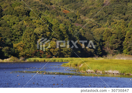 一個池塘 30730847