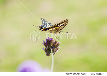 一隻鵪鶉 30730875