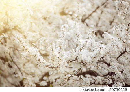 Apricot tree flower Apricot tree flower 30730936