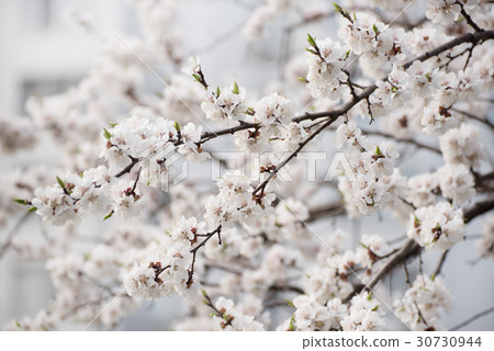 Apricot tree flower 30730944