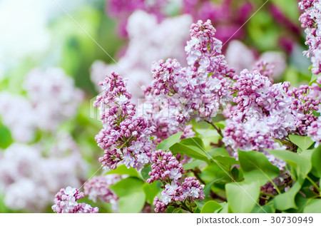 Spring lilac flowers 30730949