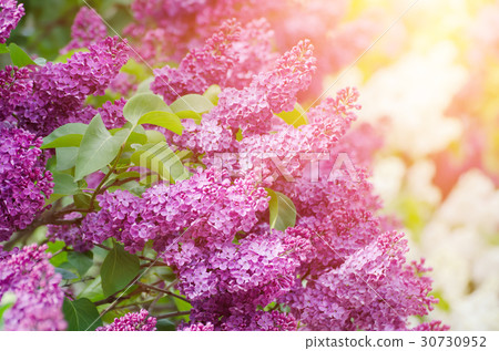 Branch of lilac flowers Branch of lilac flowers 30730952