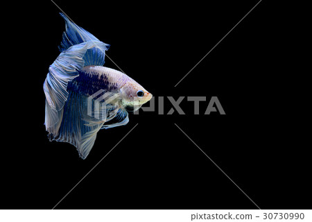 siamese fighting fish isolated on black background 30730990
