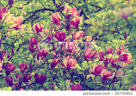 Magnolia spring flowers 30730991