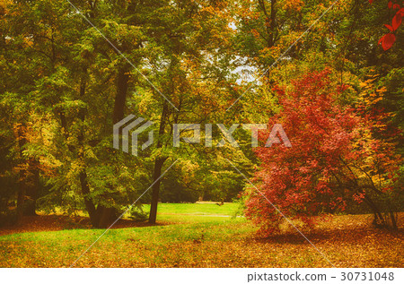 Autumn sunny park Autumn sunny park 30731048