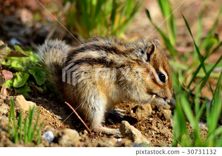Chipmunk Chipmunk 30731132