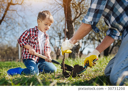Little boy planting tree with his dad 30731208