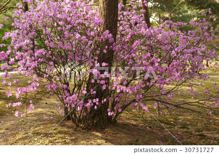 Azalea 30731727