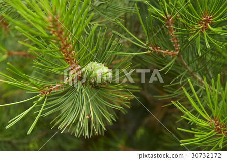 pine cone 30732172